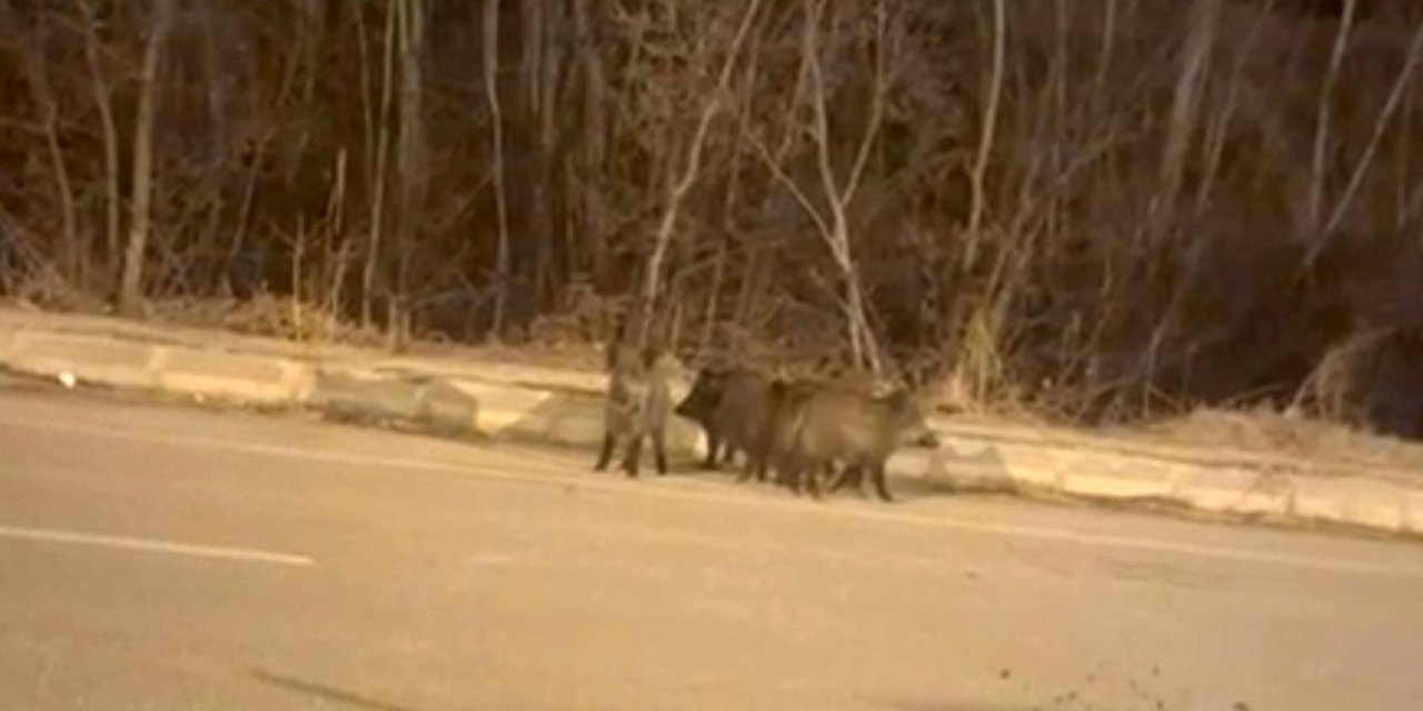 Yüksekova’nın farklı noktalarında domuz sürüleri görüntülendi