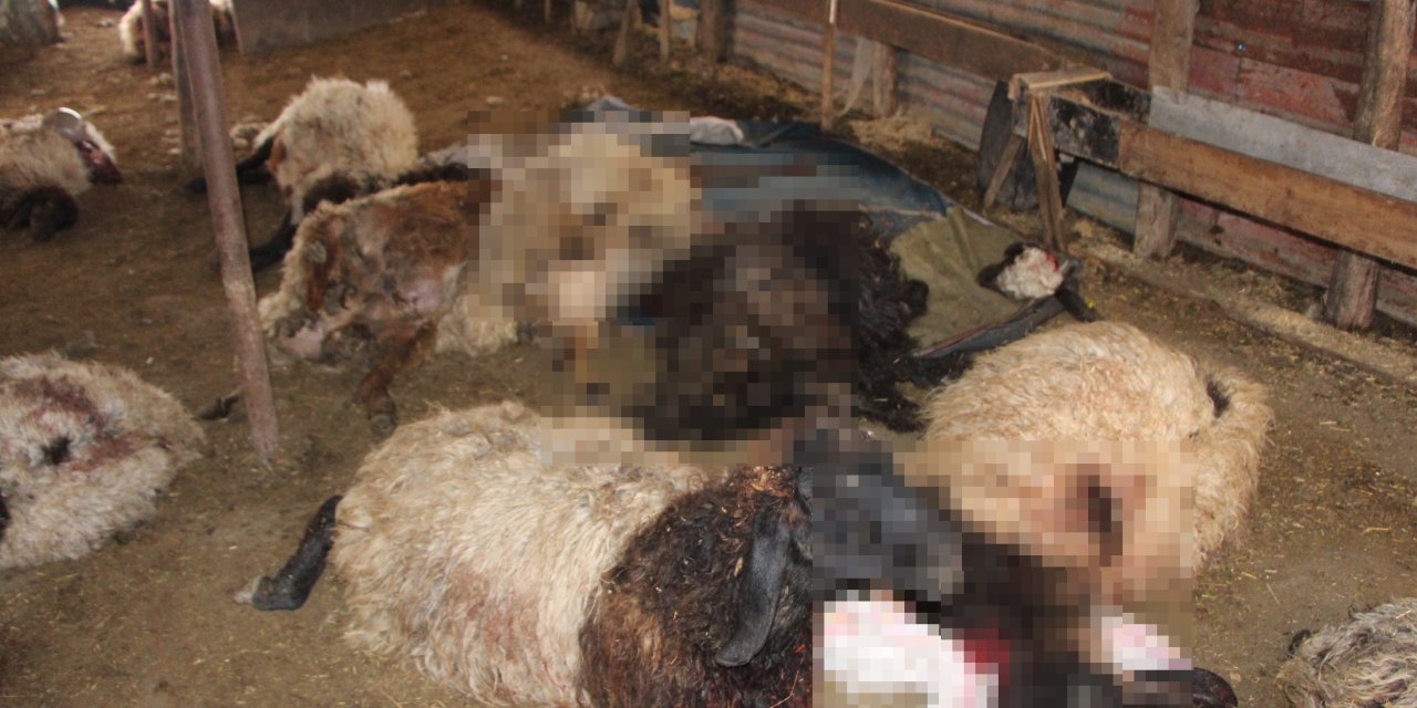 Sokak köpeklerinin saldırdığı 28 koyun öldü