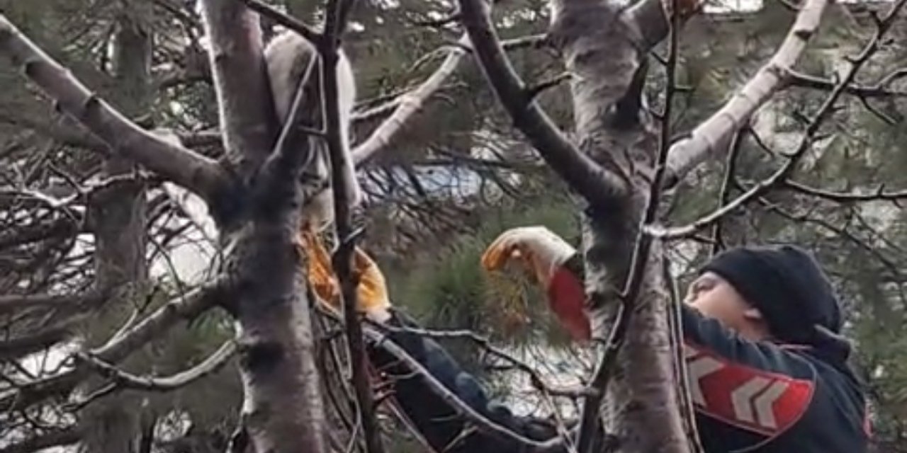 Bitlis'te ağaçta mahsur kalan kedi kurtarıldı