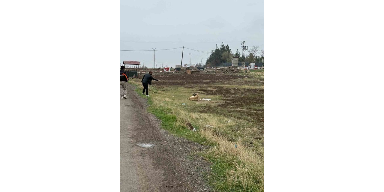 Diyarbakır’da sokak hayvanlarına kuduz aşısı yapıldı