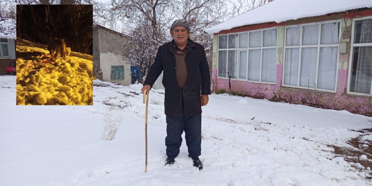 Yüksekova’da başıboş köpekler 7 koyun ve çok sayıda tavuğu parçaladı