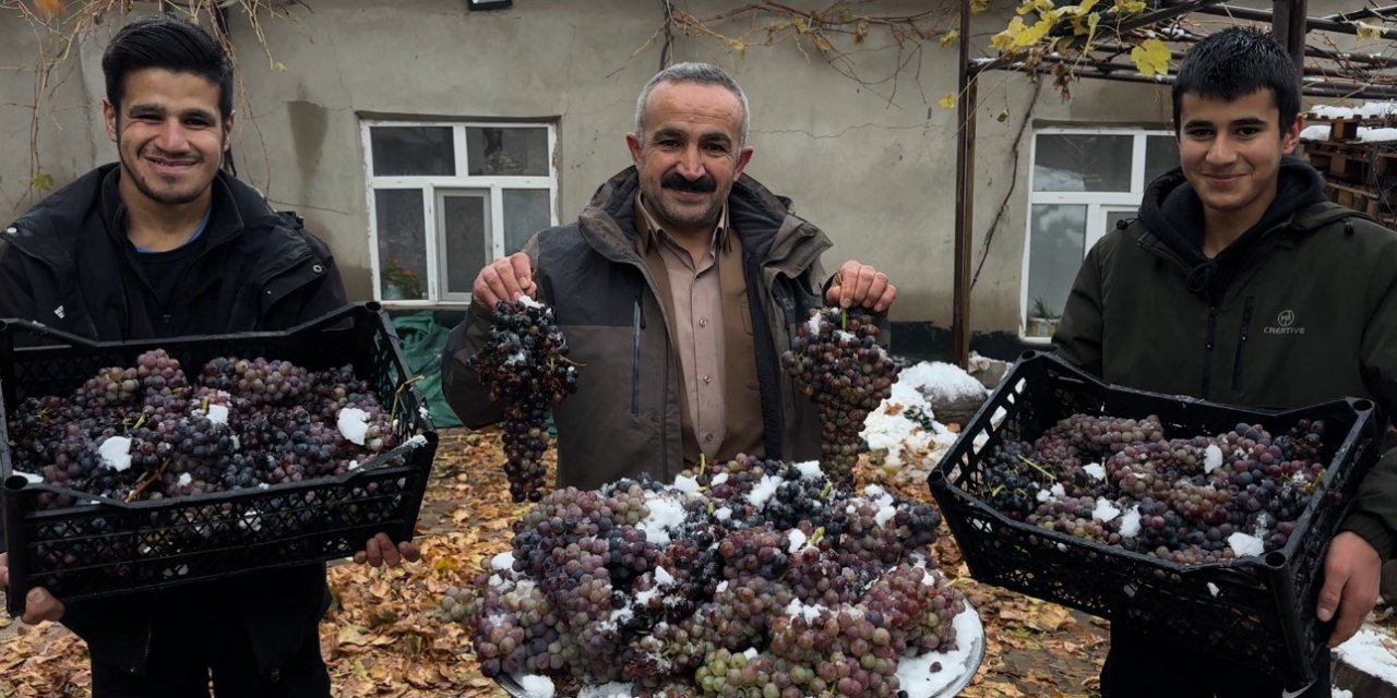 Şemdinli'de kışlık üzüm dalından koparıldı