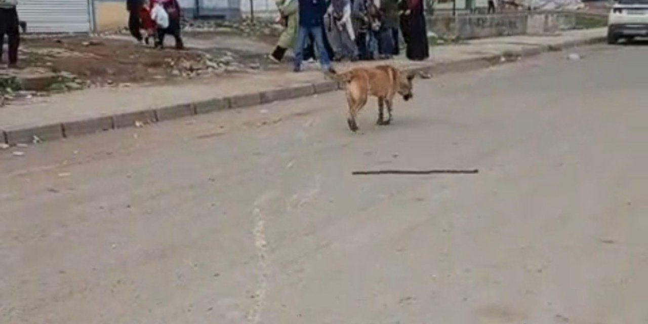 Diyarbakır’da başıboş sokak köpeği dehşeti