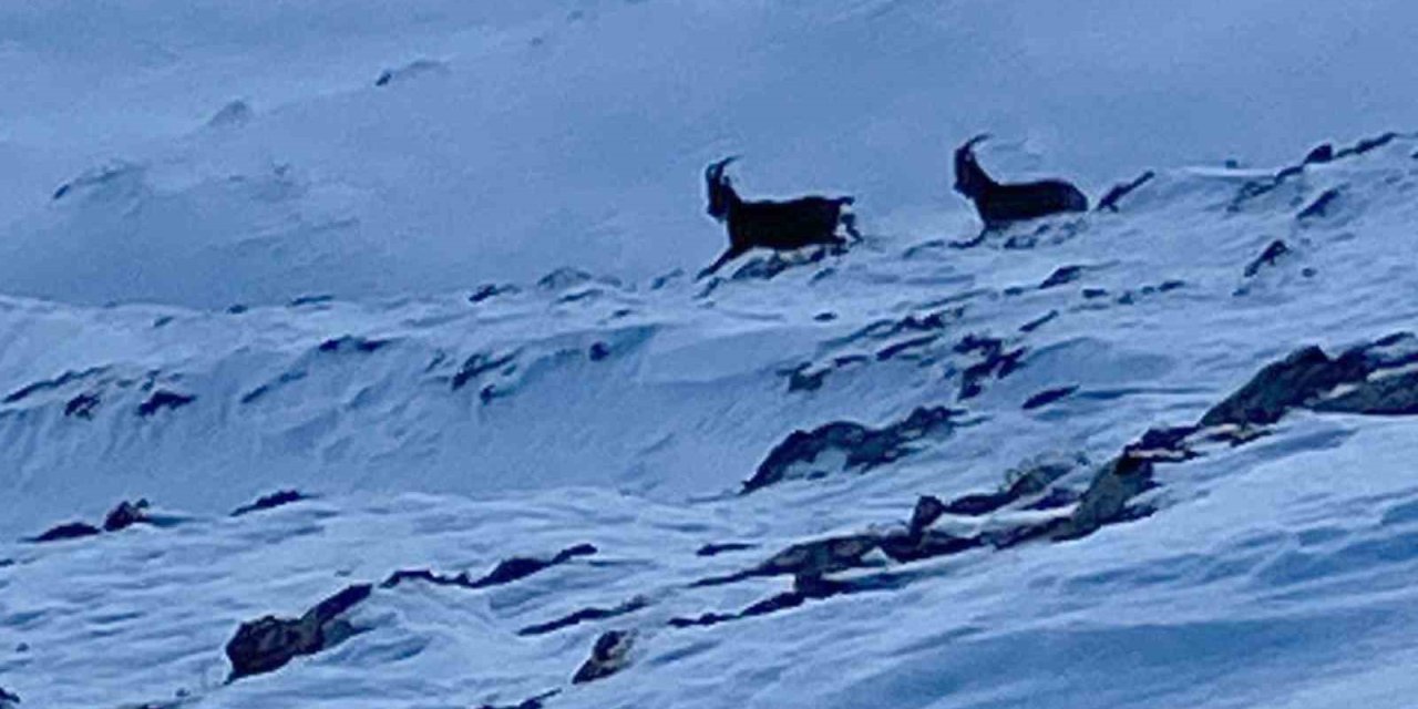 Çatak’ta dağ keçileri görüntülendi