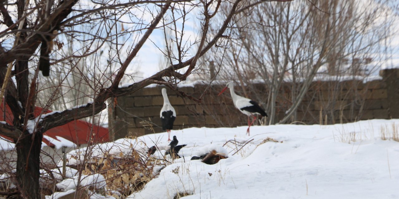 Yüksekova’da 23 yıldır göç etmeyen leyleklere yenileri eklendi