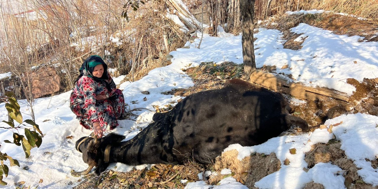 Yüksekova’da 6 çocuk annesinin geçim kaynağı telef oldu: Anneden destek çağrısı