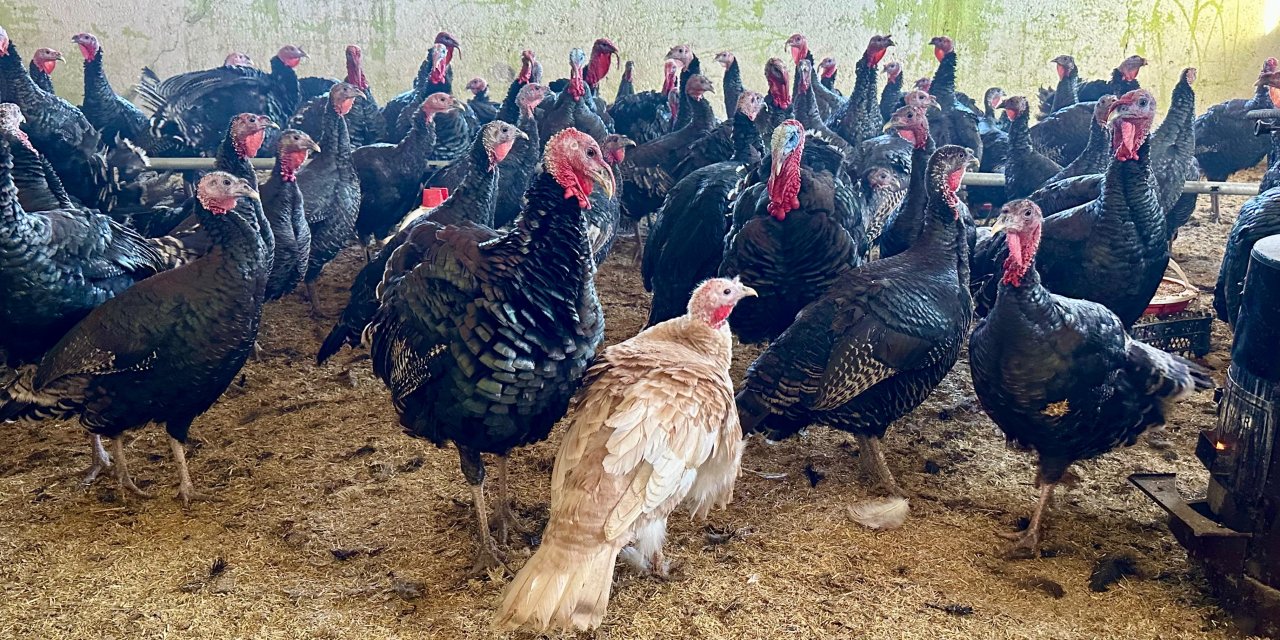 Yüksekova’da yılbaşı öncesi hindi satışları arttı