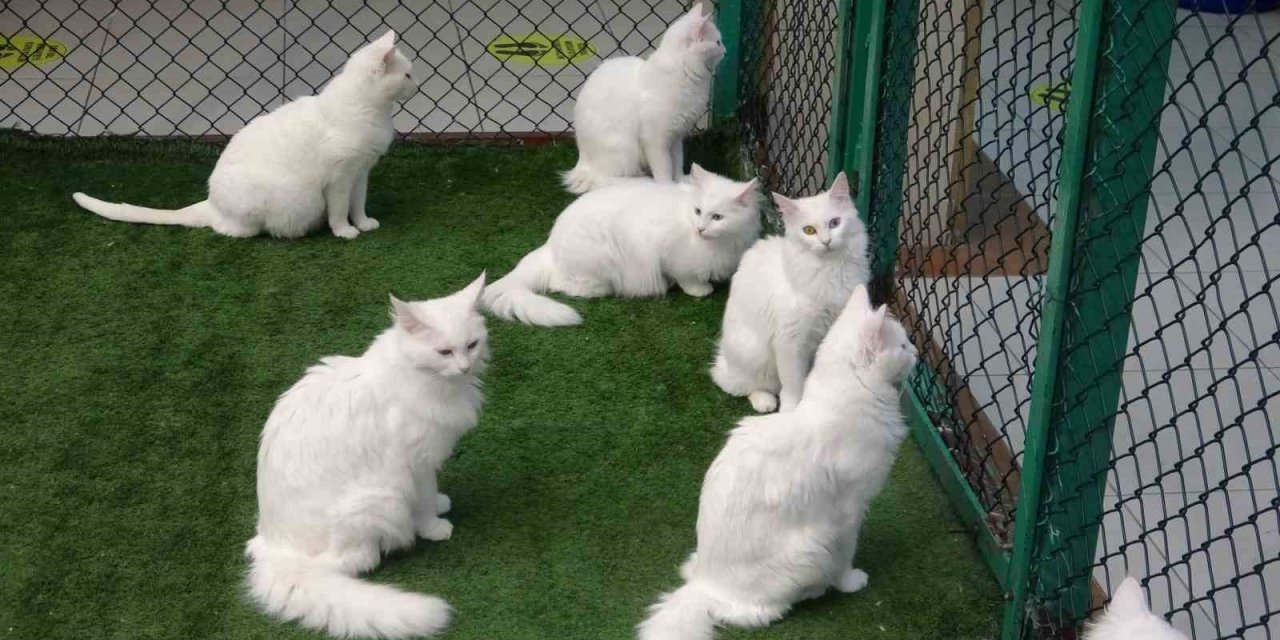 Van'daki Kedi Villası’nda bu yıl 120 yavru dünyaya geldi