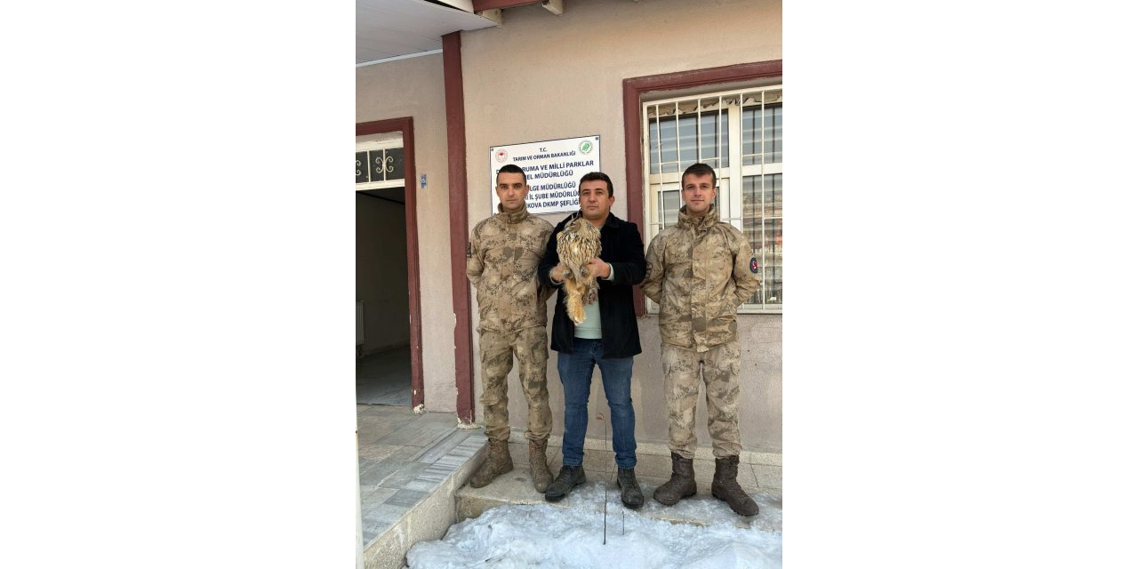 Yüksekova’da nesli tükenmekte olan yaralı baykuş kurtarıldı