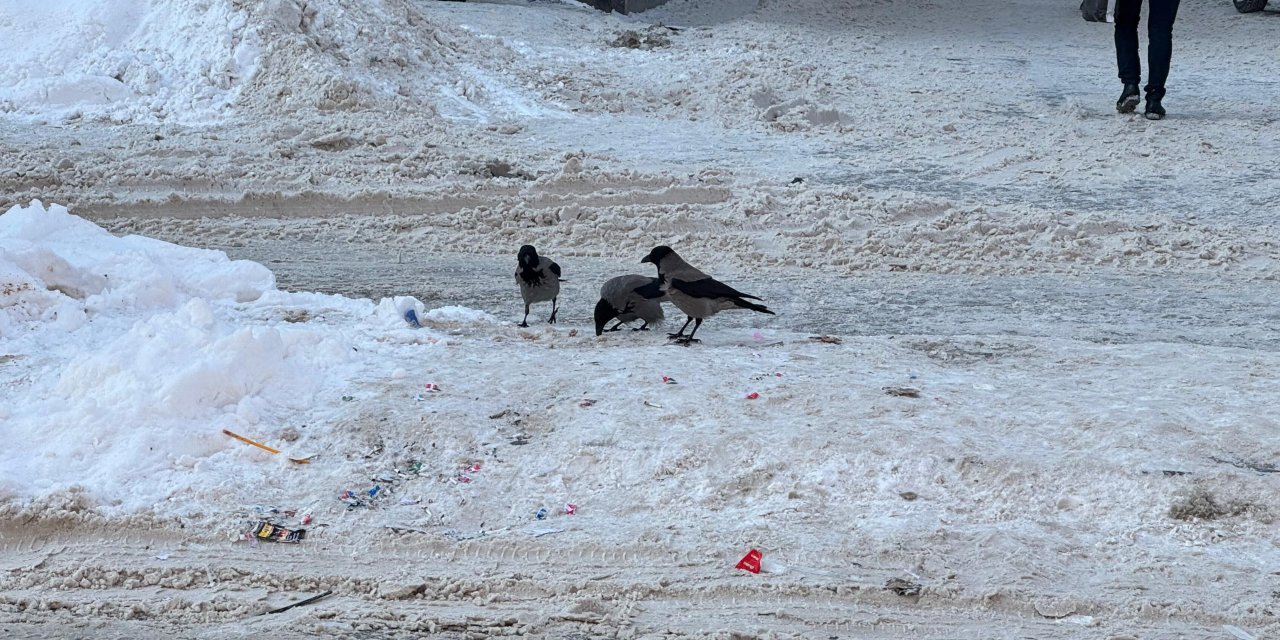 Yüksekova’da sert kış kuşları zorluyor: Vatandaşlardan yem çağrısı