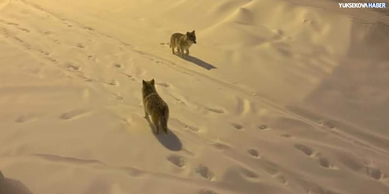 Yüksekova’da mahalle arasında iki kurt görüntülendi