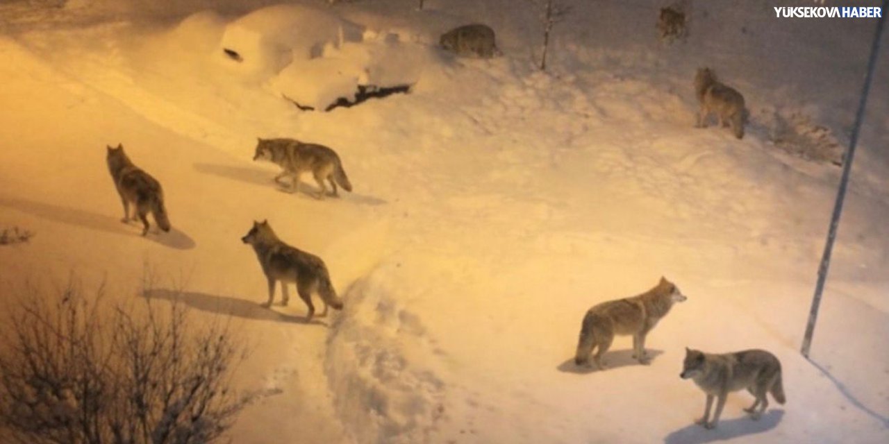 Yüksekova’da kurtlar sürü halinde görüldü