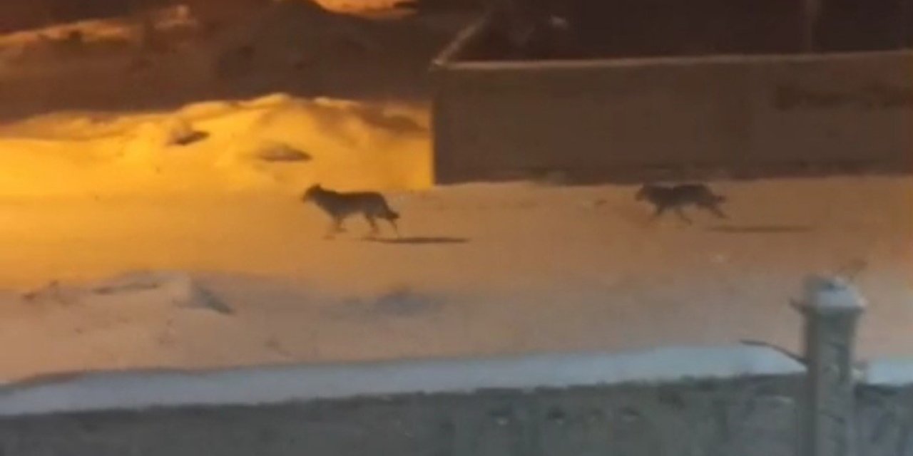 Başkale’de aç kalan kurtlar ilçeye indi