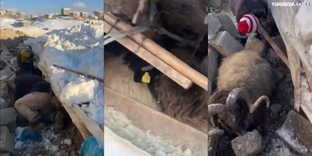 Yüksekova’da ahır çöktü, onlarca koyun enkaz altında kaldı