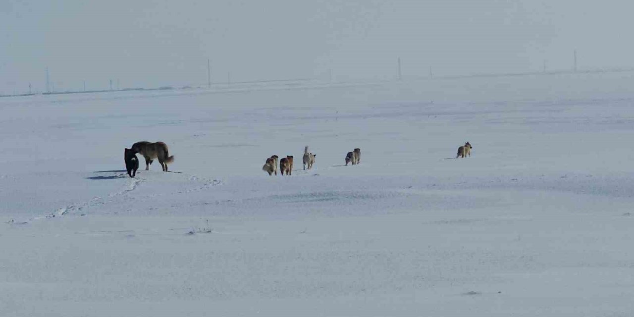 Adilcevaz’da başıboş sokak köpekleri endişelendiriyor