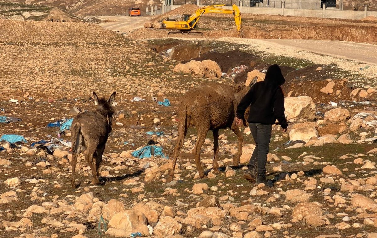 Şırnak'ta bataklığa saplanan eşekler kurtarıldı