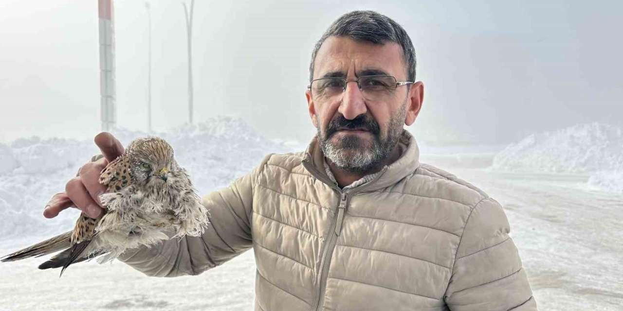 Yüksekova’da kuş konduğu yerde dondu