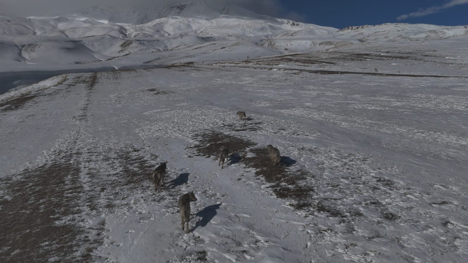Bitlis'te kurt sürüsü görüntülendi