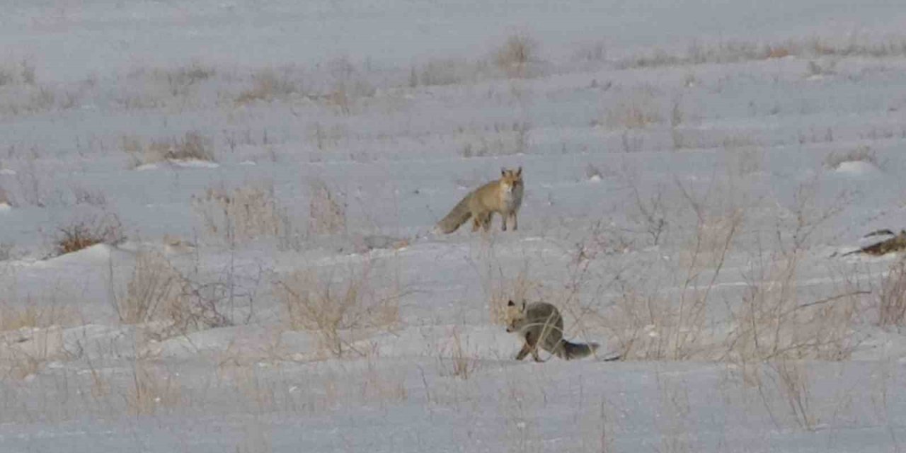 Van’da tilkilerin kar altındaki fare avı görüntülendi