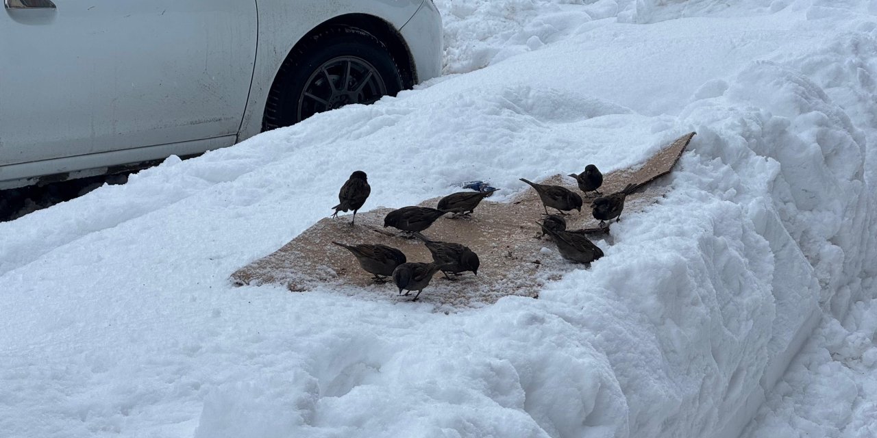 Yüksekova’da kuşlar için yem bırakıldı