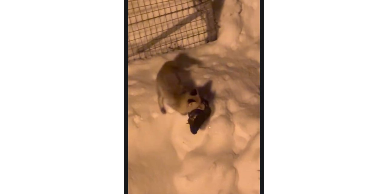 Hakkari'de kümese giren tilki tavuğu alıp götürdü