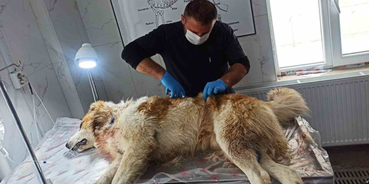 Hakkari'de kurdun saldırısına uğrayan köpek yaralandı