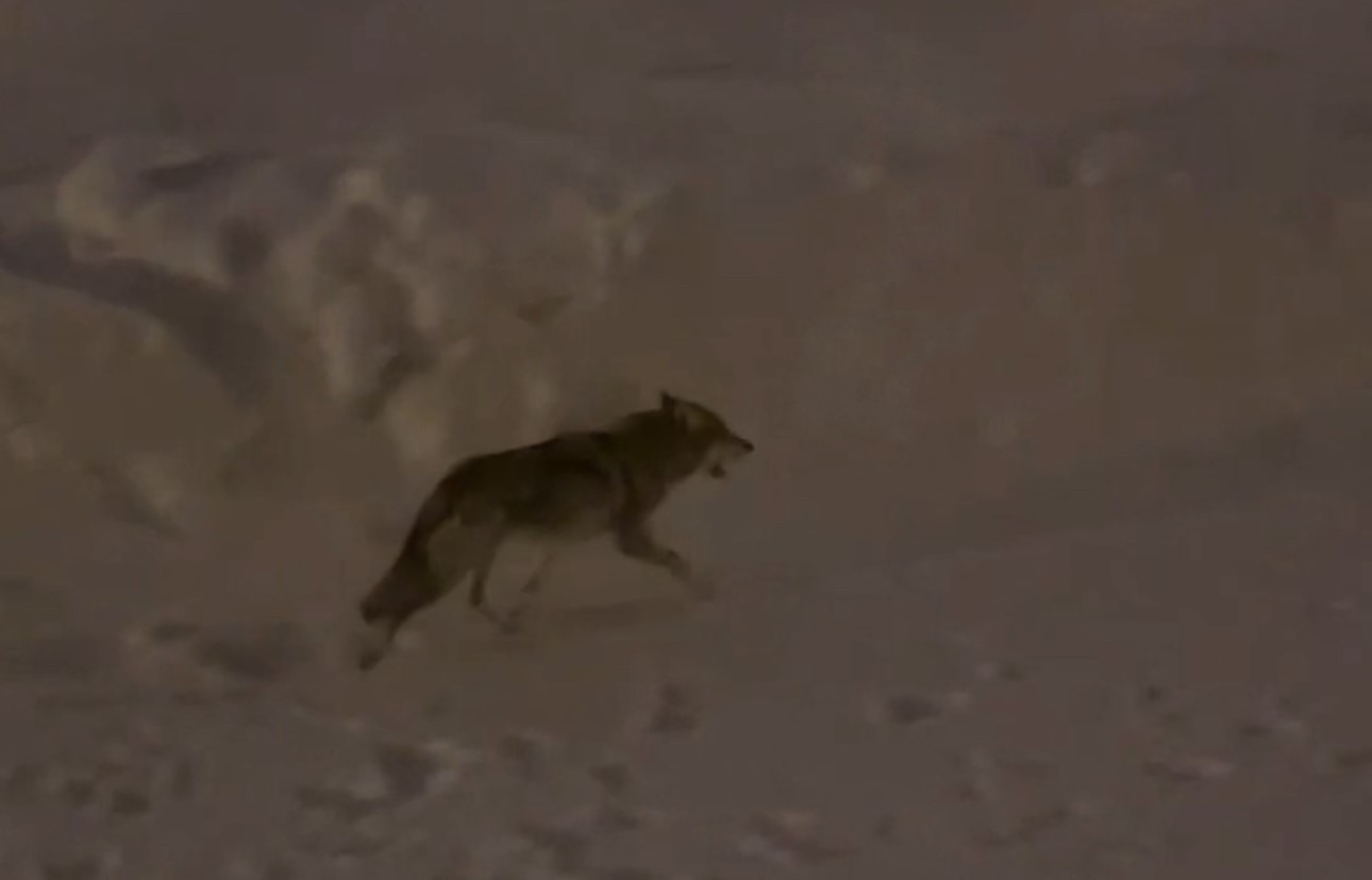 Yüksekova’da çiftçilere "kurt saldırısı" uyarısı