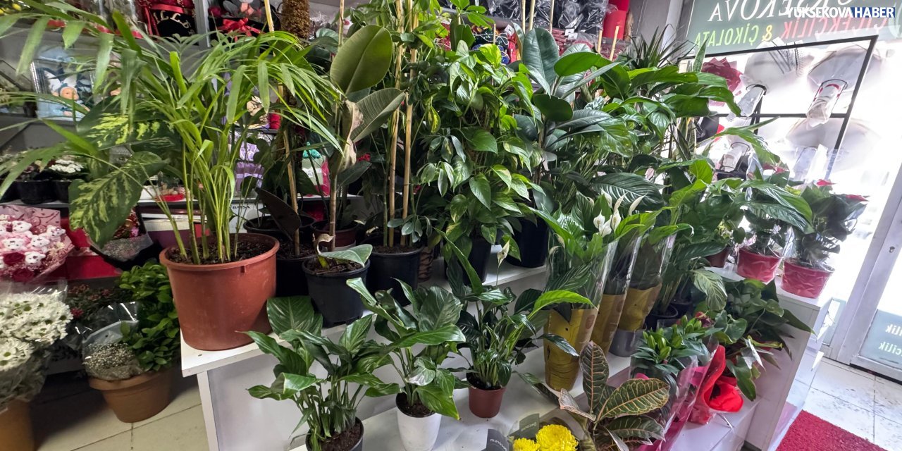 Yüksekova’da kış aylarında dışarıdan getirilen çiçekler için uyarı