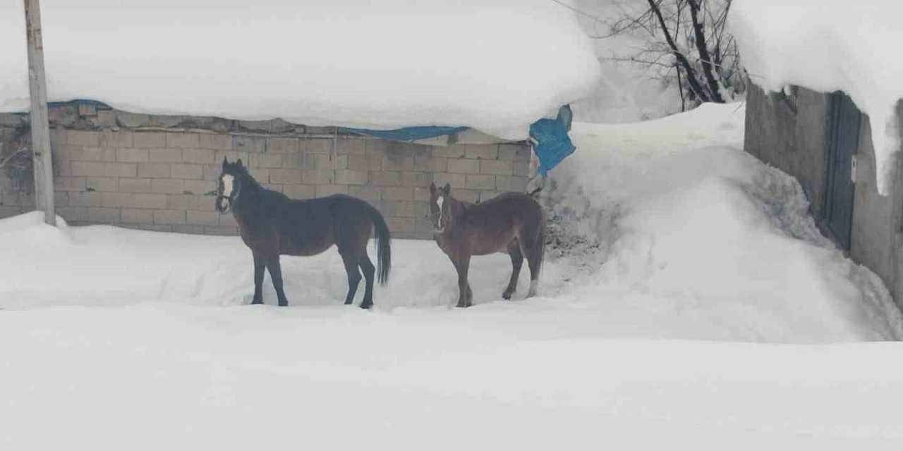 Yüksekova’da kışın boşalan köyde kalan 2 at kurtarıldı