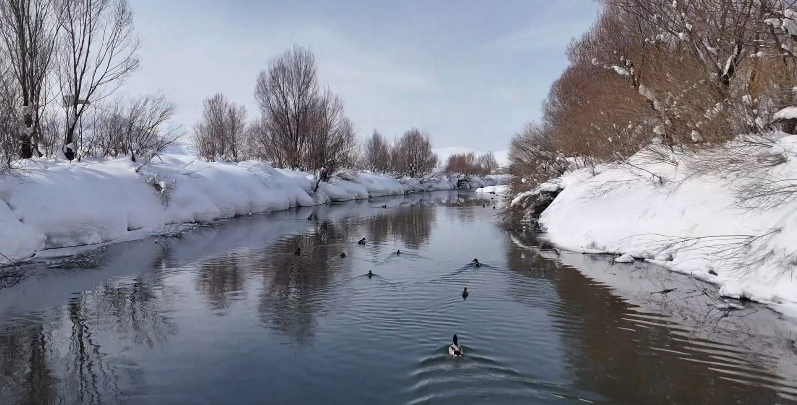 Yüksekova'da ördekler, yüzeyi kısmen buz tutan derede yüzdü