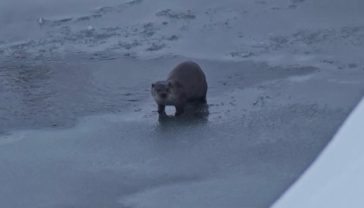 Yüksekova’da su samuru görüntülendi