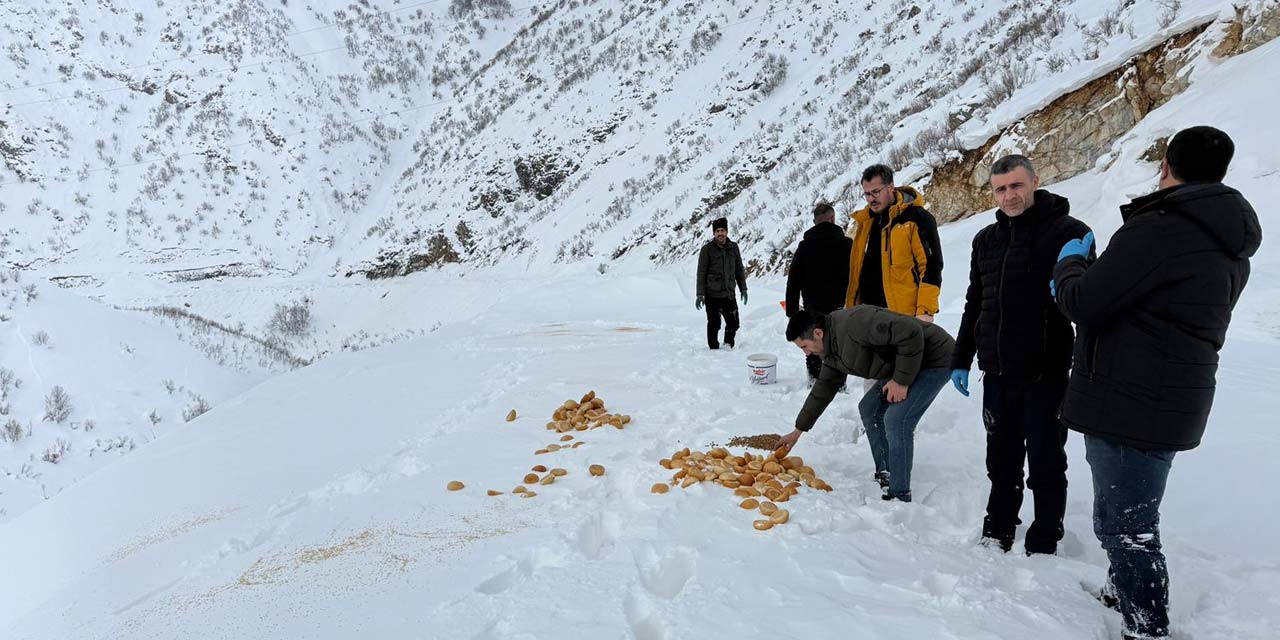 Şemdinli'de yaban hayvanları için doğaya yem bırakıldı