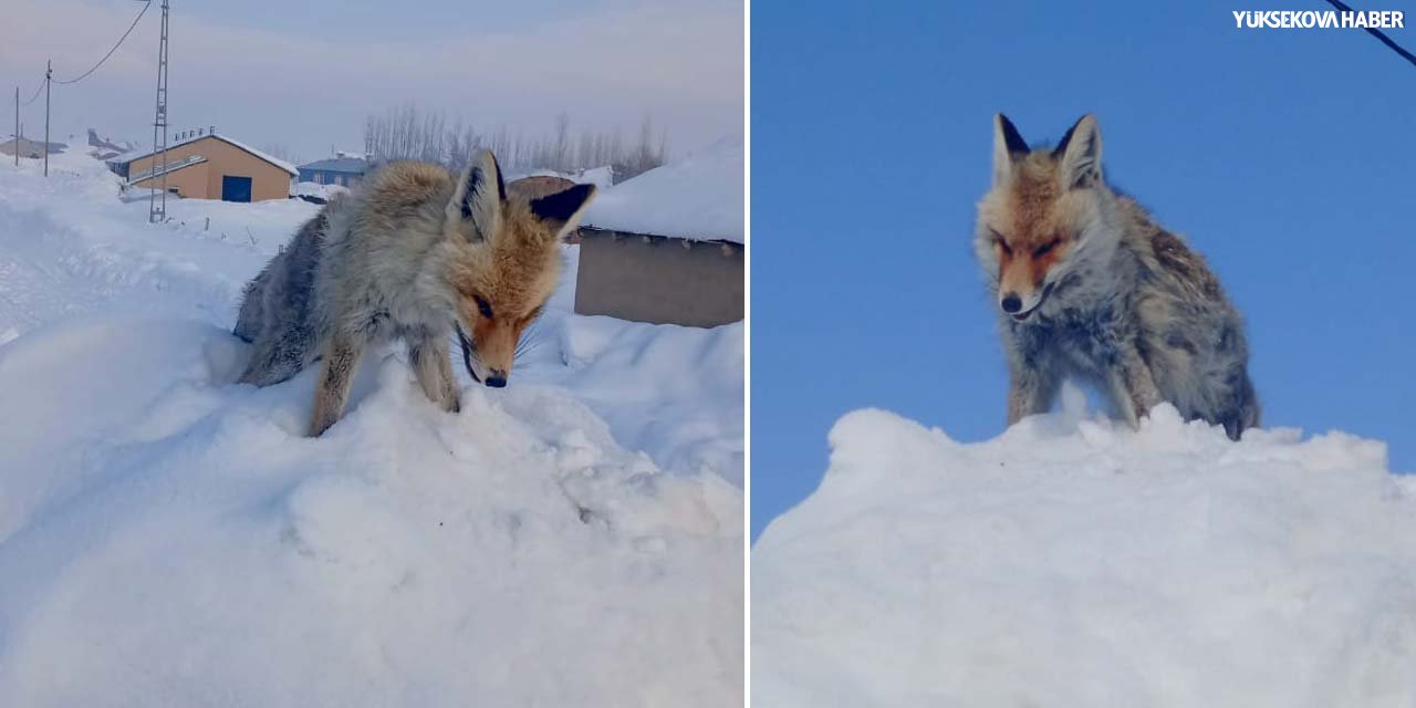 Yüksekova’da dondurucu soğuklar tilkiyi ayakta canından etti