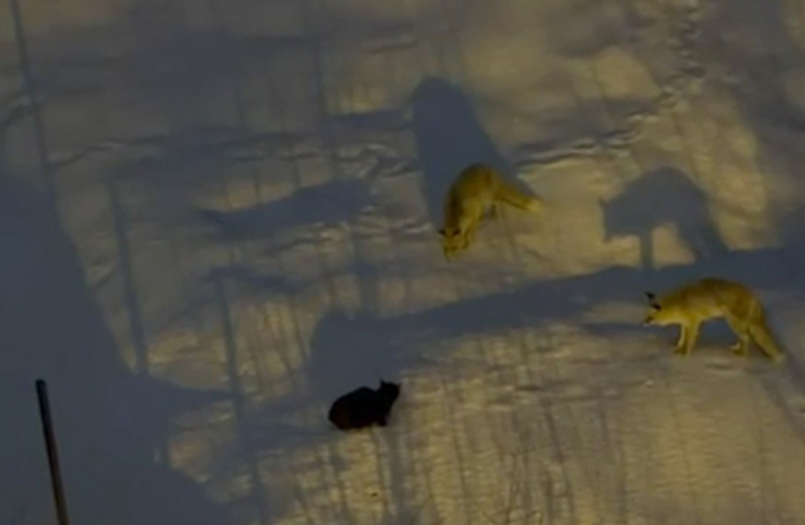 Hakkari’de iki tilki ve bir kedinin mücadelesi