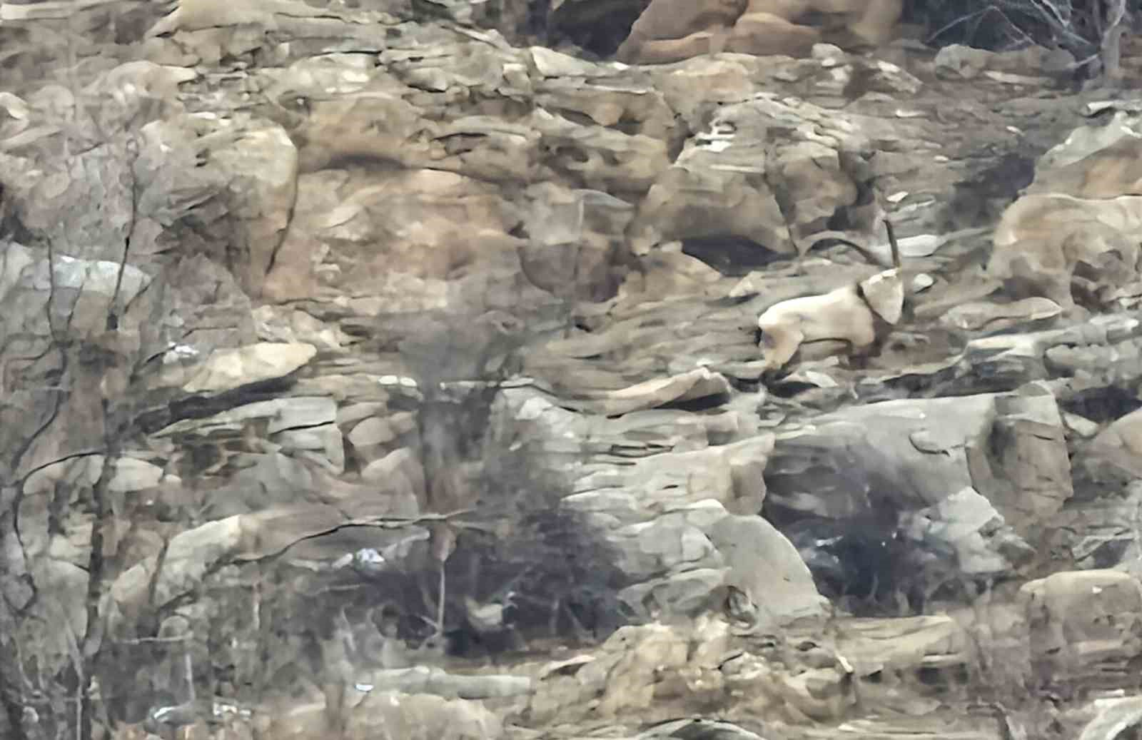 Hizan’da dağ keçileri sürü halinde görüldü