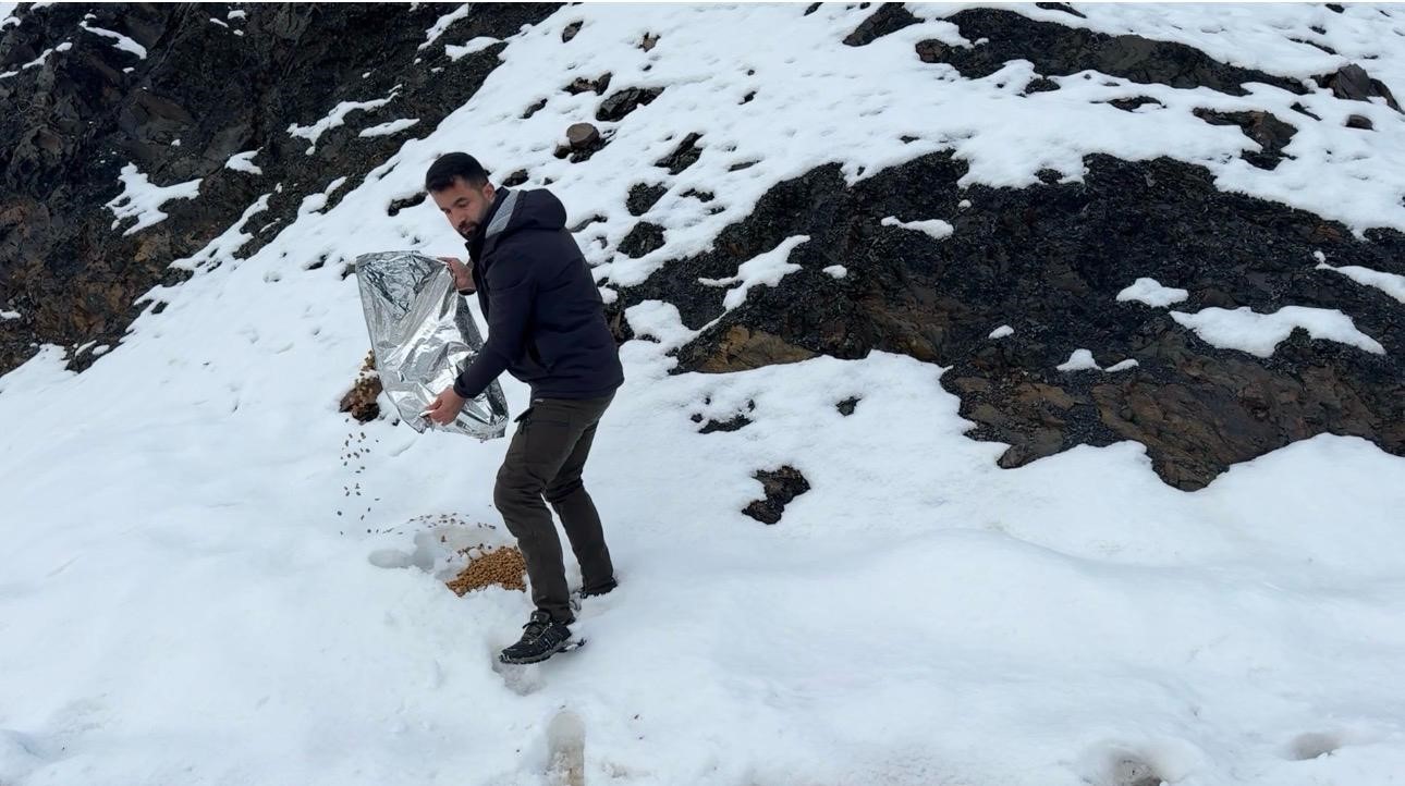 Şırnak’ta gönüllülerde sokak hayvanları için barınak ve mama desteği
