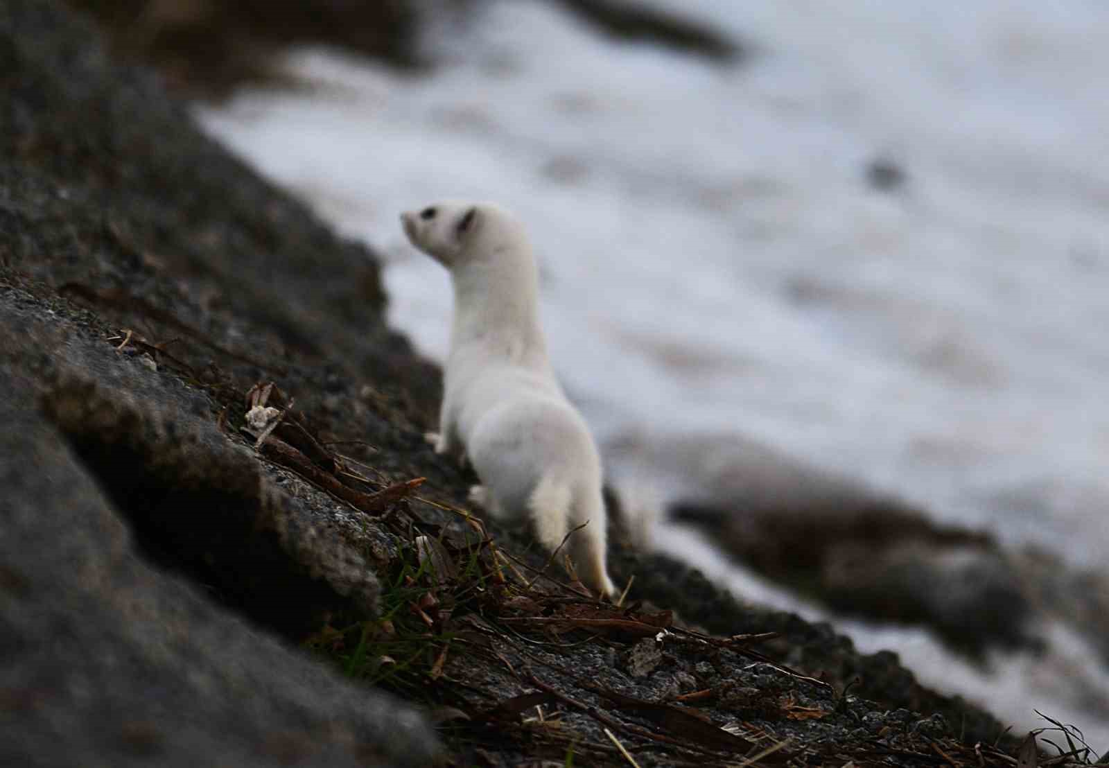 Tatvan sahilinde "Beyaz Gelincik" görüntülendi
