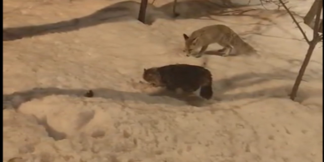 Hakkari’de tilki ile kedinin şaşırtan görüntüsü