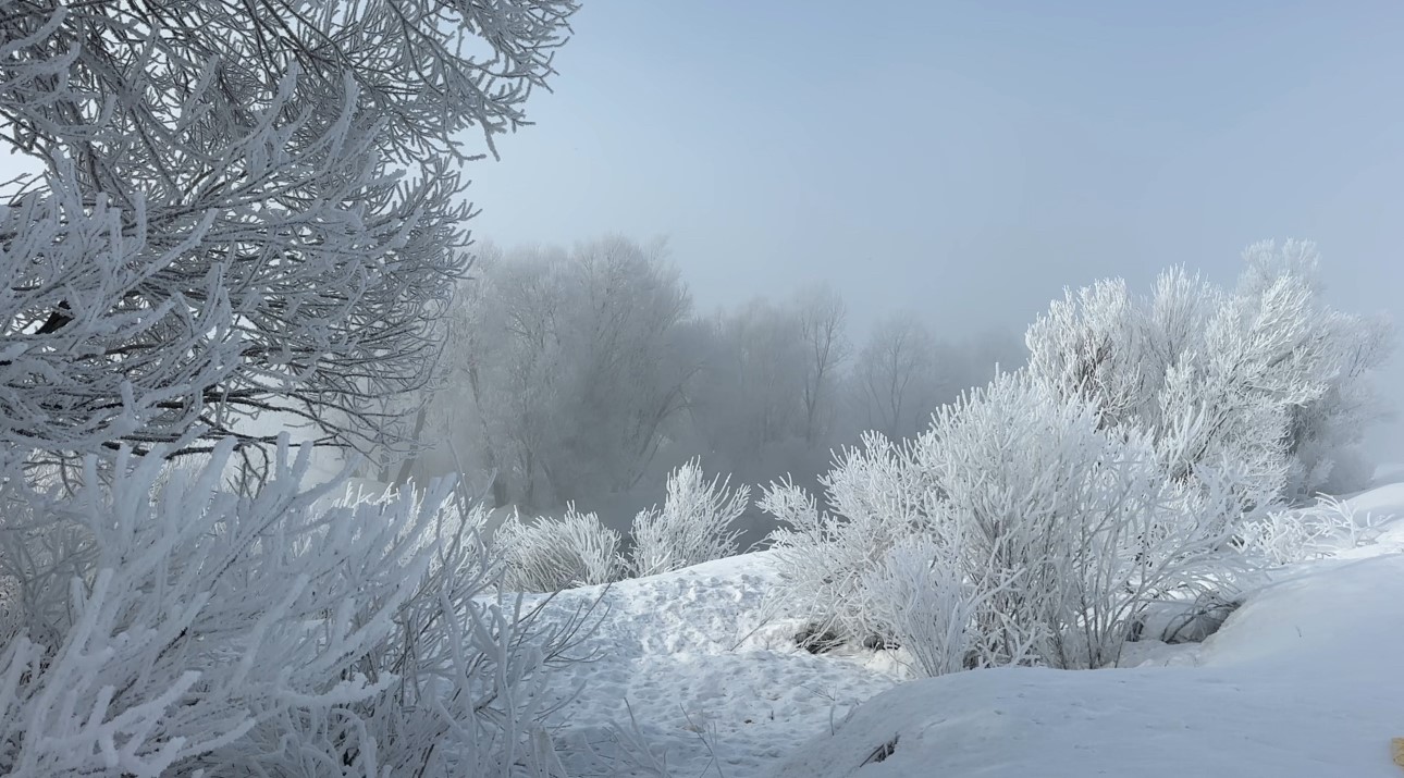 Yüksekova’da sisle birleşen kırağı ağaçları sanat eserine dönüştürdü