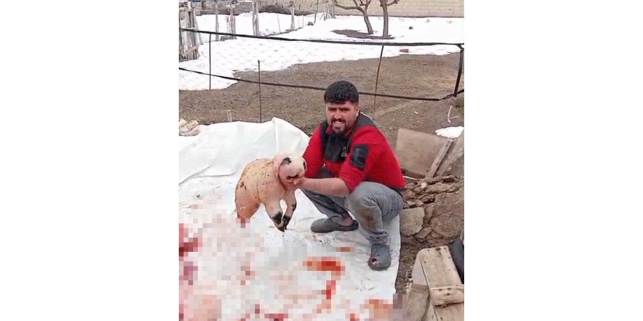 Bitlis’te ölü doğan kuzu, panda yavrusuna benzerliğiyle şaşırttı