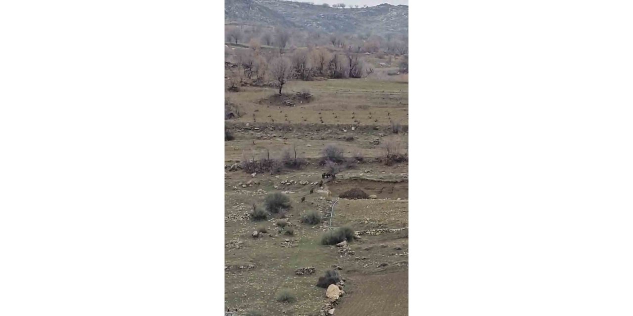 Diyarbakır’da domuz sürüsü yerleşim yerine indi