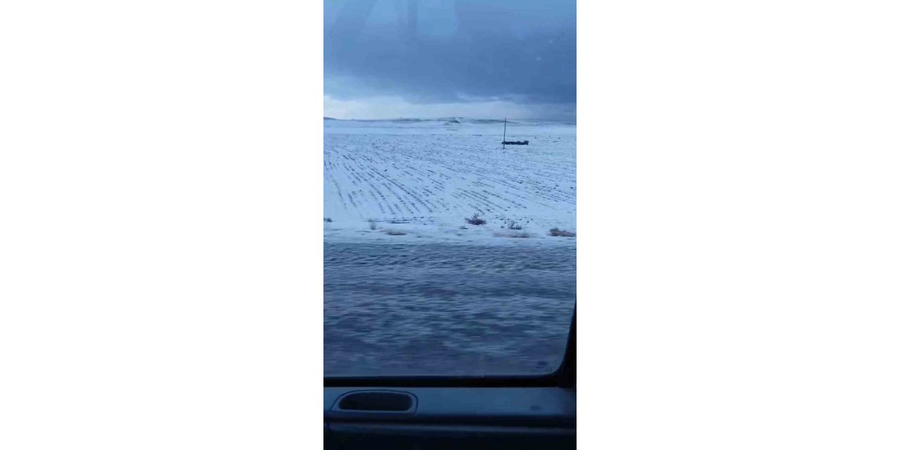 Adilcevaz’da domuz sürüsü görüntülendi