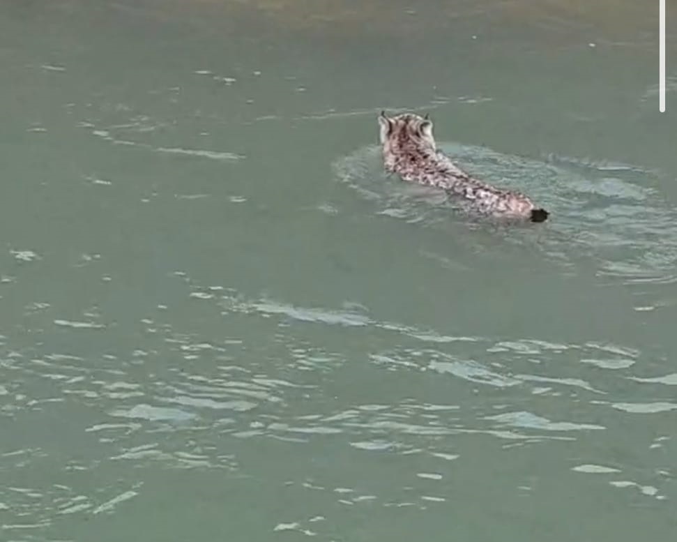Nesli tehlike altında olan vaşak, çaydan geçerken görüntülendi
