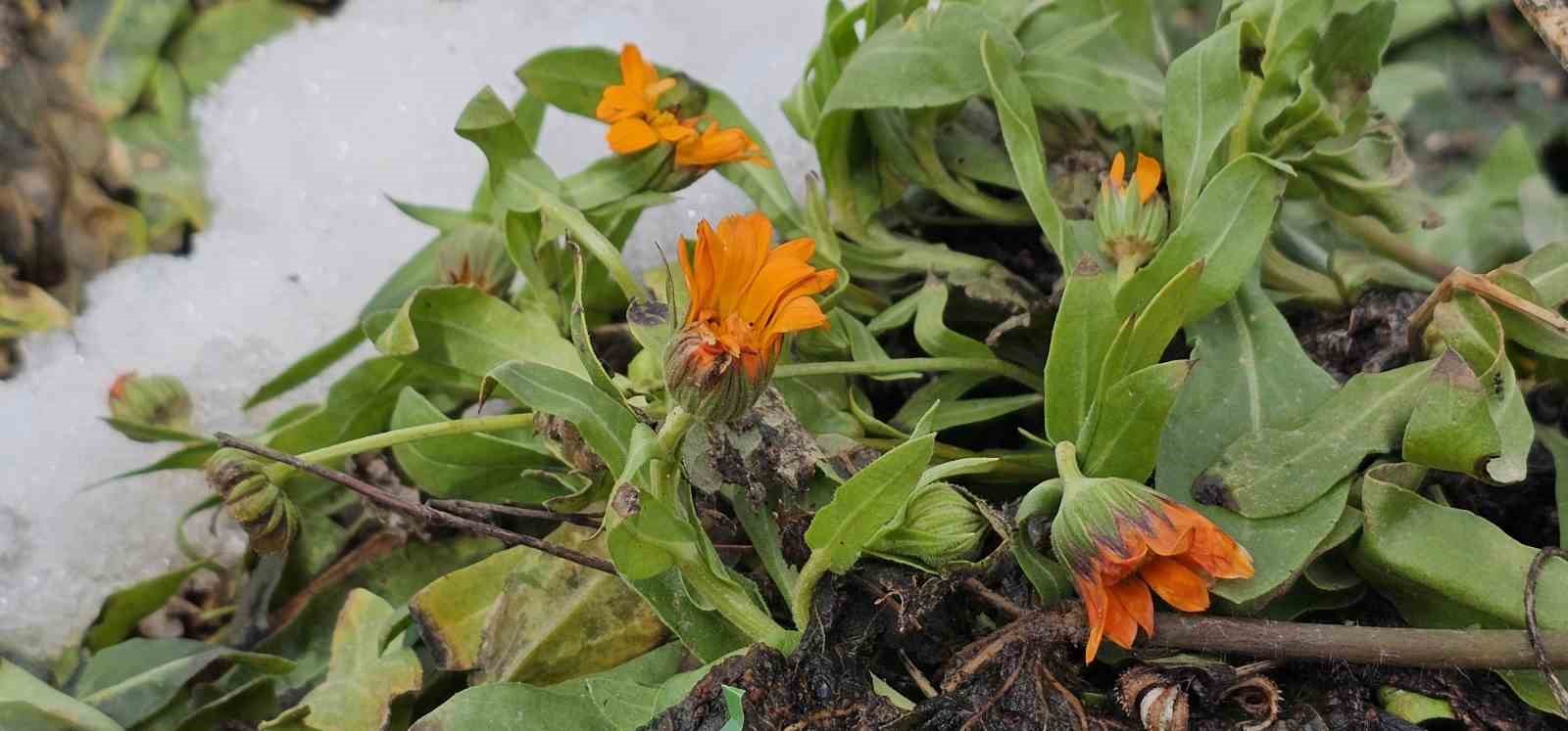 Bitlis’te şubat sürprizi: Çiçekler karlar arasında açtı