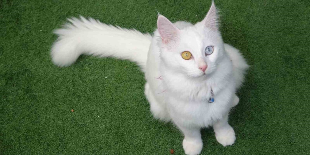 Prof. Dr. Kaya: "Kediler hayatımızın ayrılmaz bir parçasıdır"