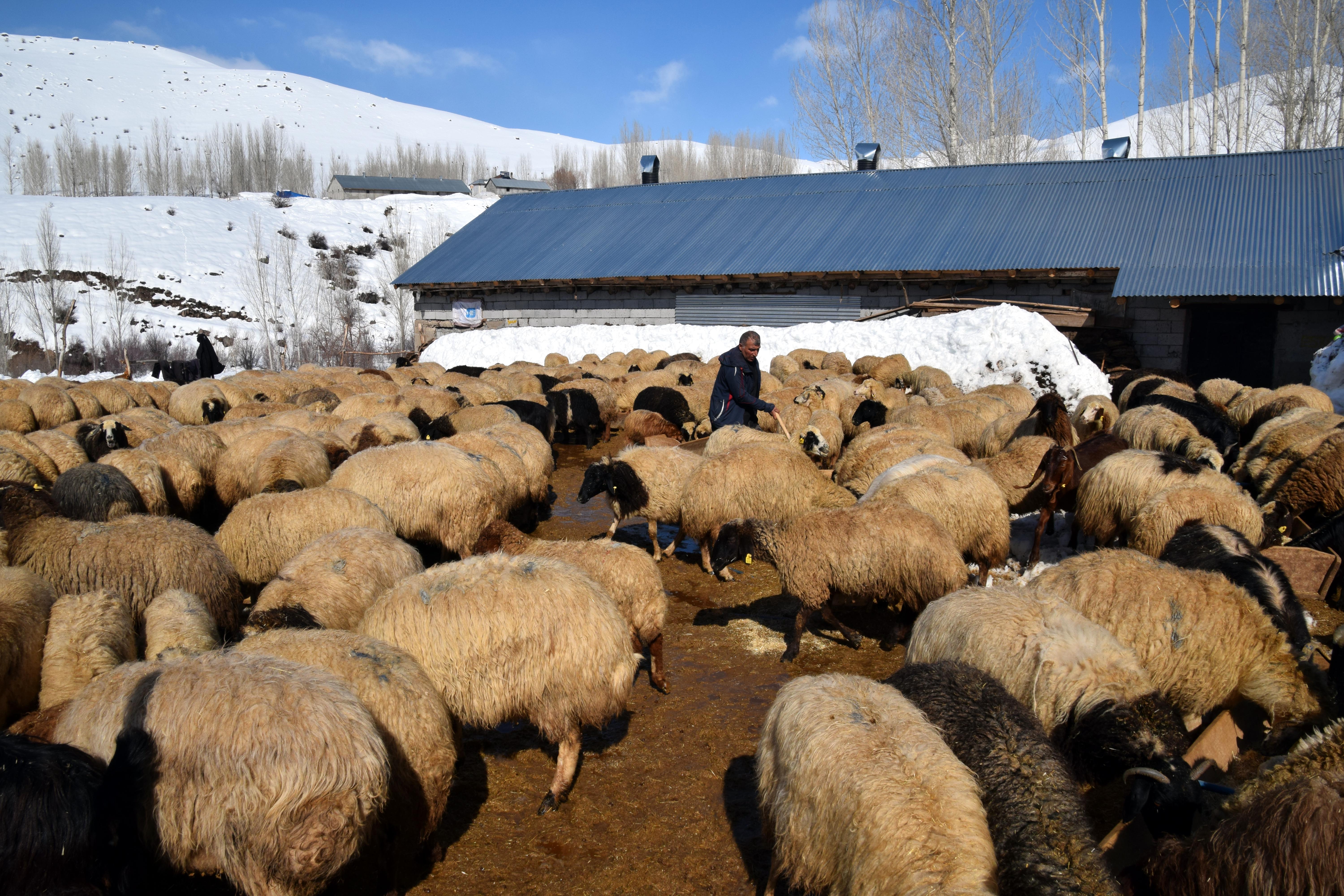 Köyüne döndü; 100 koyunu 4 yılda 680'e çıkardı