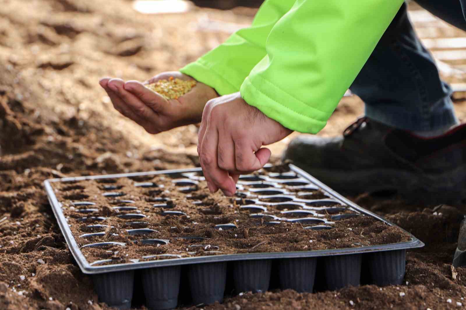 Diyarbakır'da 300 bin fide çiftçilere ücretsiz dağıtılacak