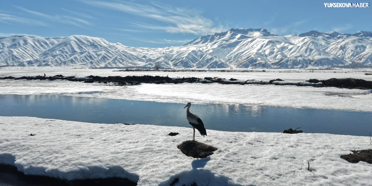 Yüksekova nehil sazlığında kuş hareketliliği başladı