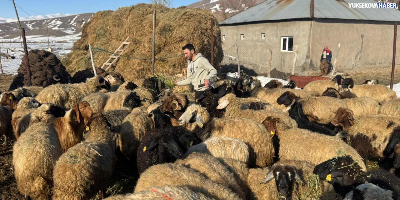 Yüksekova'da genç üretici: “İşsizlik yüzünden gençler batıya gidiyor, köyde kalan hayvancılıkla direniyor”