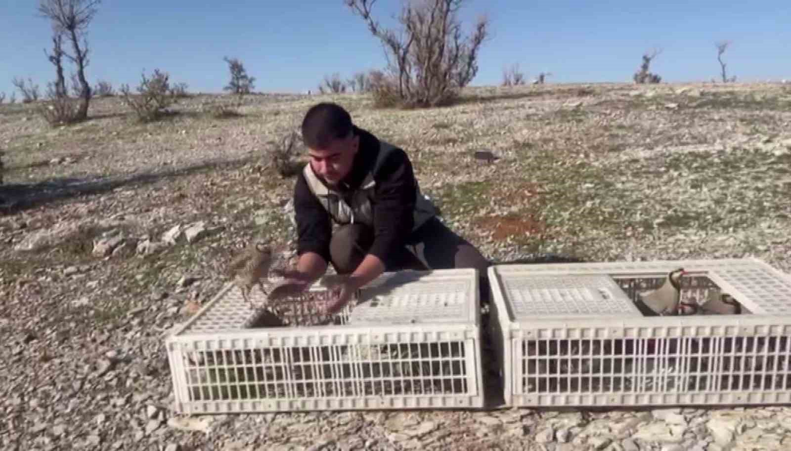 Habur’da ele geçirilen 38 kınalı keklik doğaya salındı